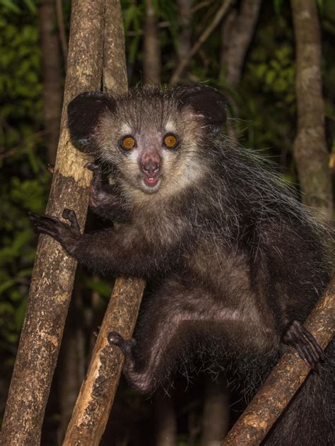 The Lemurs of Madagascar | Wild Frontiers