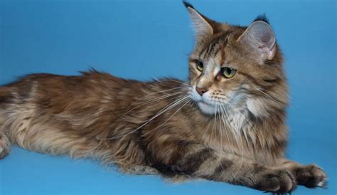 Чем лучше кормить котенка мейн-куна? | AnimalExpert.ru