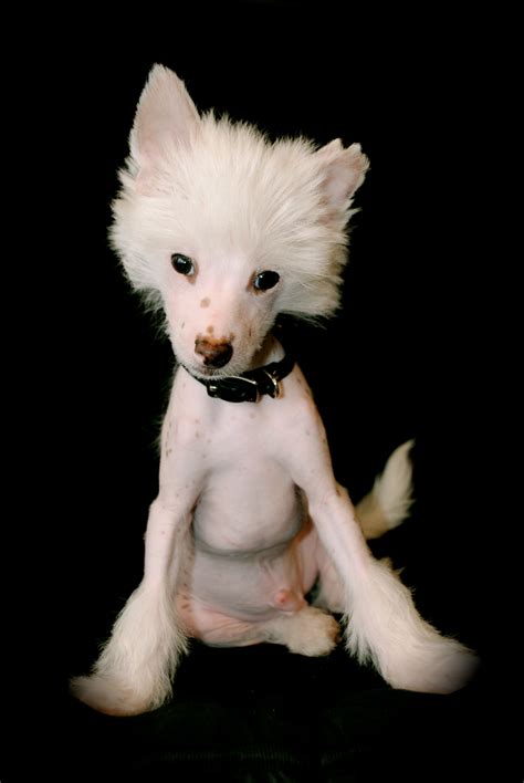 Biggie Smalls - Contest Entry #27054 - Modern Dog Magazine