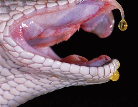 Snake Venom is Nature's Most Effective Killer | Popular Science