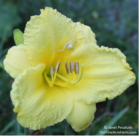 8 Reasons To Grow Daylilies