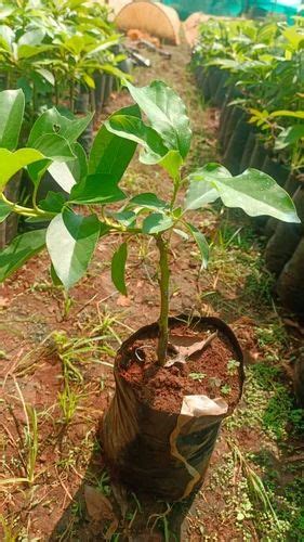 Indian Alkaline Butter Fruit Avocado Plant Grafted For Fruits At ₹ 125