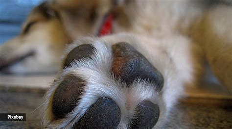 From food allergies to boredom: Reasons dogs lick their paws | Life ...