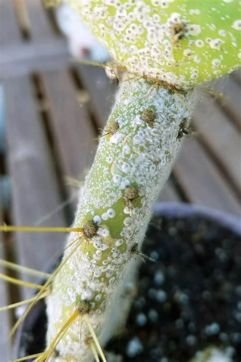 How To Identify And Control Scale Insects Gardeners Path