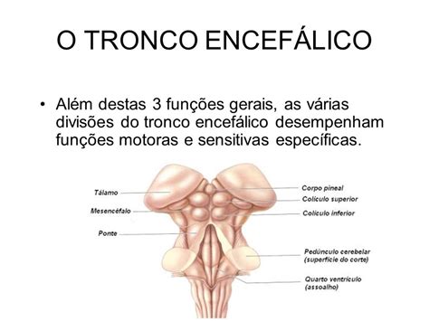 Qual A Função Do Tronco Encefálico - Qual A Função Do Tronco Encefálico - BINKEDU