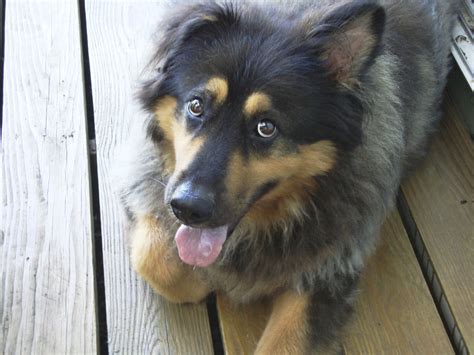 Bernese Mountain Dog Husky Mix Puppies - Puppies are up to date on shots and dewormer and.