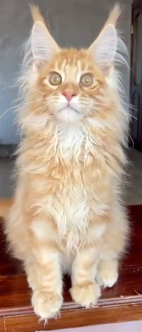 jason maine coon red marble  months  fluffygenerationcom