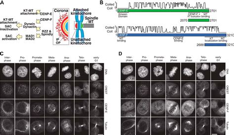 The Kinetochore Proteins CENP E And CENP F Directly And Specifically