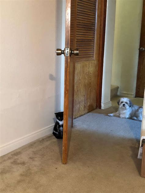 Man Adopts Stray Kitten Living Outside His Office Building - The Dodo