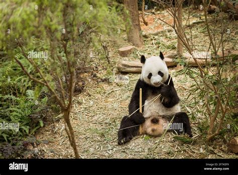 Singapore - January 3, 2014: One giant panda in Singapore Zoo eating ...