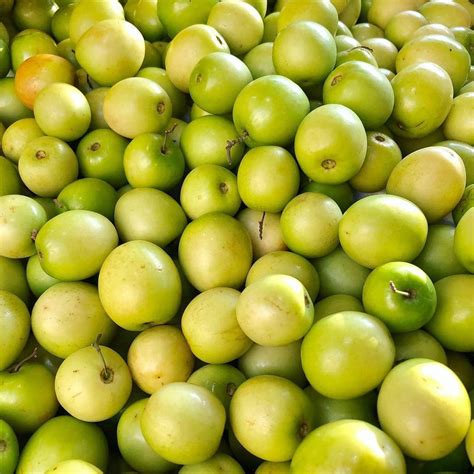 manfaat buah bidara  kesehatan bukareview
