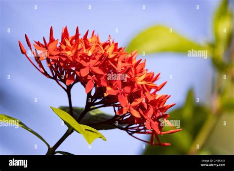 tropical flower ixora coccinea red ixora aka red santan  jungle