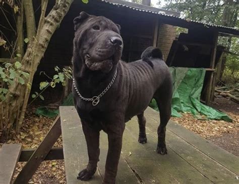 31 Unique Pit Bull Mixes - The Best Pitbull Mix Guide