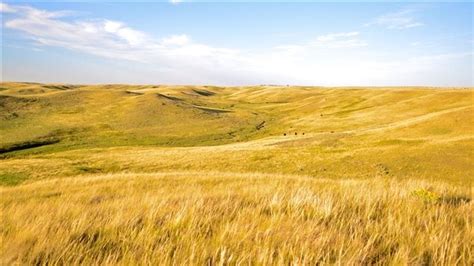 Grassland, home to endangered species is conserved – RCI | English