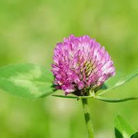 Сканворд Клевер разгадывать онлайн без регистрации - Город Интересов