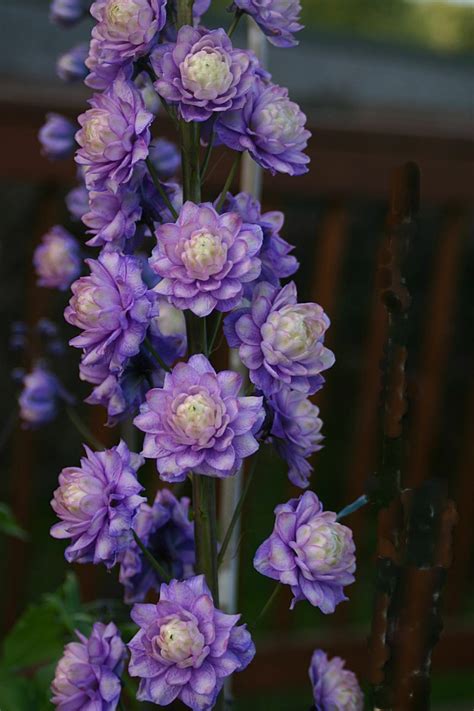 Delphinium Highlander Bolero Golden Valley Plants