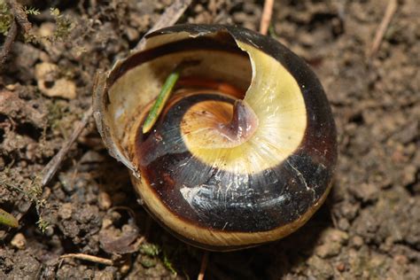 Garten B Nderschnecke Gartenschnirkelschnecke Cepaea Hort Flickr