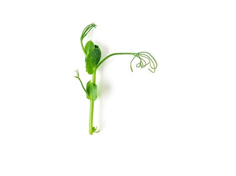 Premium Photo Sprouts Peas Isolated On White