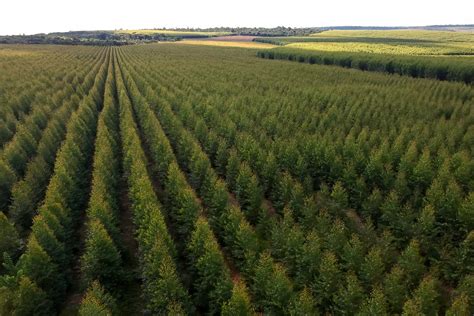 PR setor florestal se reinventa para atender mudança no perfil de