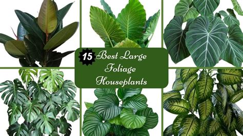 Large Leaf House Plants