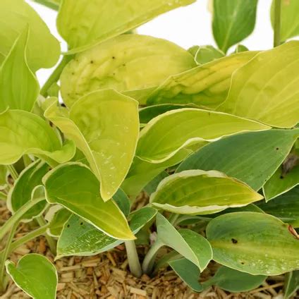 Exp Rience Hosta Schramas Pot Cm