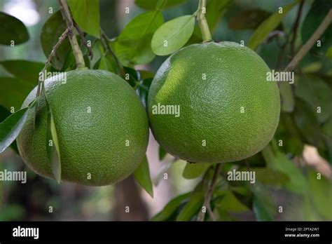 Green Pomelo Citrus Grandis Pomelos Are The Largest Fruit Oranges