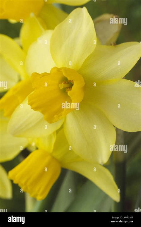 Narcissus Eaton Song Agm Division 12 Miscellaneous Close Up Of