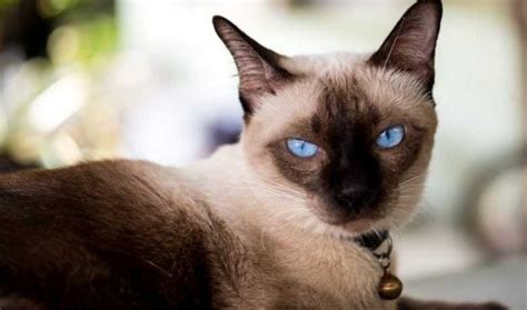 Facts About Tortie Point Siamese Cat Tortoiseshell Siamese My