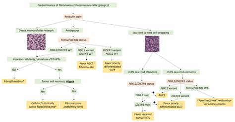 Cancers Free Full Text Relevance Of Molecular Pathology For The Diagnosis Of Sex Cord