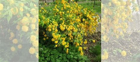 Садовые цветы многолетники купить в Калининграде | Товары для дома и ...