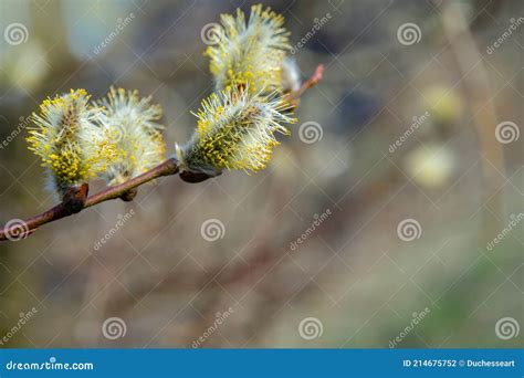 Flowering Pussy Willow Branches In Early Spring Stock Photo Image Of Catkins Light