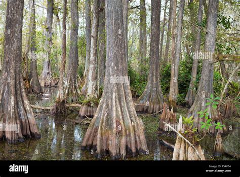 forest  bald cypress trees taxodium distichum  swamp