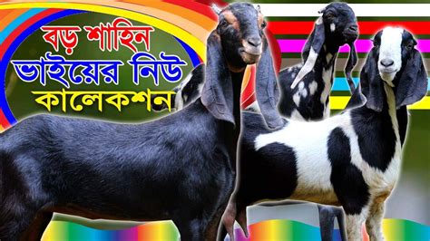 শাহিন ভাই মানেই সর্বোচ্চ কমদামে হাই কোয়ালিটি বানিজ্যিক খামার উপযোগী