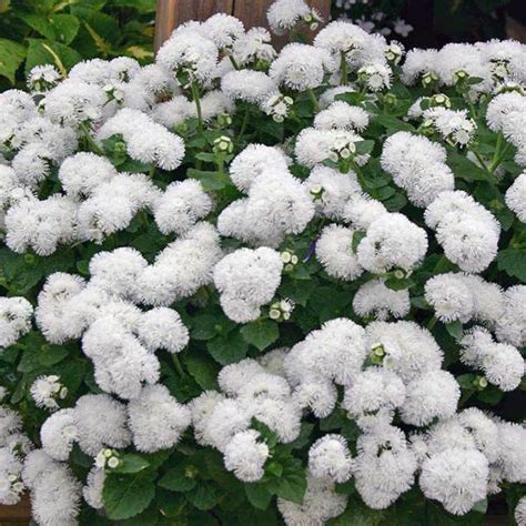 Ageratum Ball White Ageratum Houstonianum Ageratum Mexicanum Floss