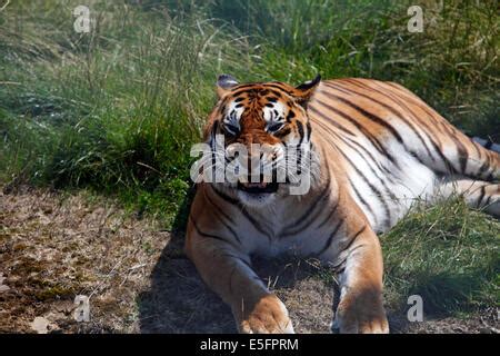 Snarling Bengal tiger with open mouth displaying canine teeth Stock ...