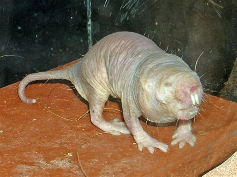 Naked Mole Rat Naked Mole Rats Have Evolved To Feel Pain Differently
