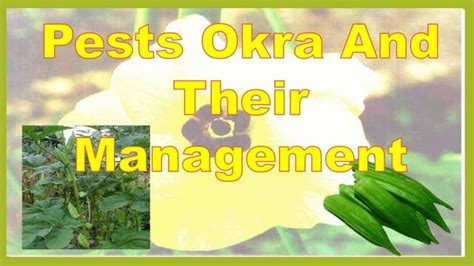 Pest Of Okra Ppt