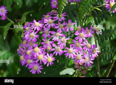 Cineraria Flowers On La Gomera This Plant Is Endemic To La Gomera
