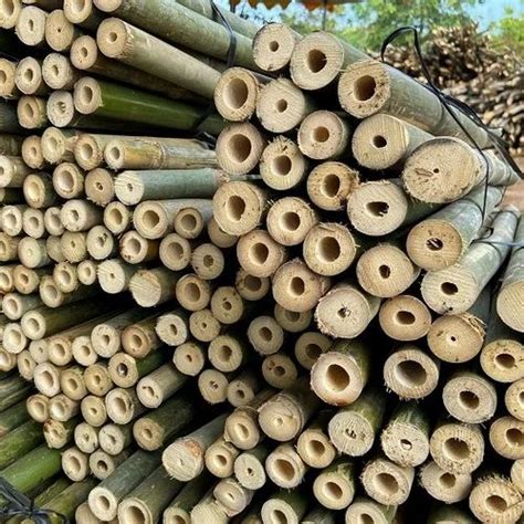 Round Bamboo Sticks At Rs 150 Piece In Chennai ID 2854385527397