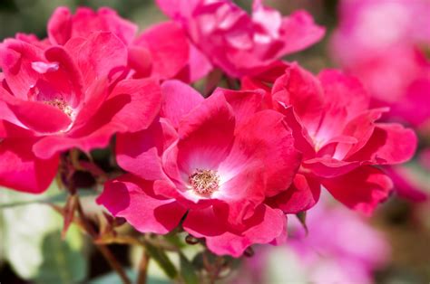 Shrub Roses - Louies Nursery