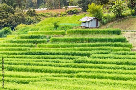 Terraced Rice Field landscape background. Soft focus of rice farm ...