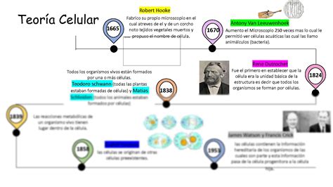 Linea Del Tiempo De La Teoria De La Celula Compartir Celular Porn Sex