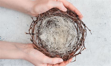 Dos And Donts Of Bird Nest Removal Everything You Need To Know About