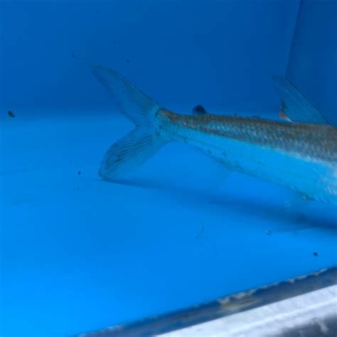 Goliath Tigerfish for sale | Exotic Fish Shop | 774-400-4598