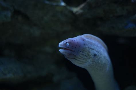 Two Oceans Aquarium Geometric Moray Eel