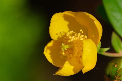 flower yellow plant st  photo  pixabay pixabay