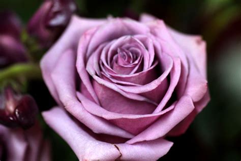 Lavender Rose Up Close Flower Free Stock Photo - Public Domain Pictures