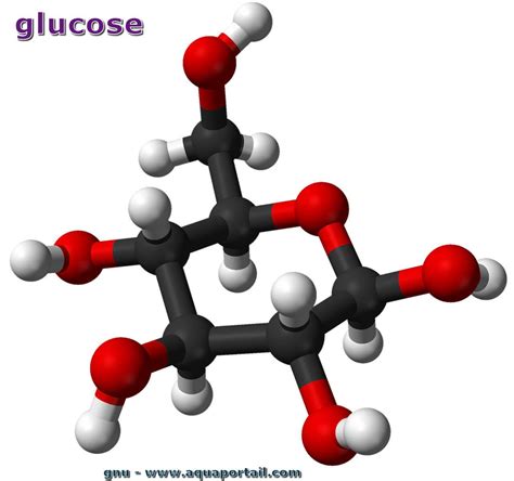 Glucose : définition et explications