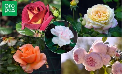 10 невероятно красивых сортов чайных и чайно-гибридных роз | В цветнике ...