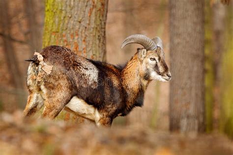 Mouflon Ovis Orientalis Portrait Of Mammal With Big Horns Prague